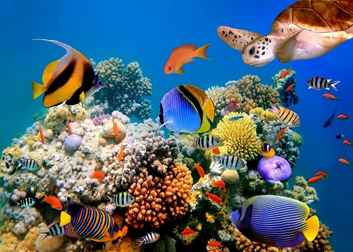 Turunc Scuba Diving